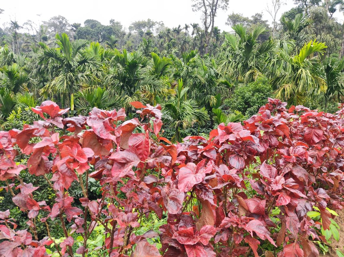 Tropical Rainforest Garden